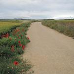 die Mohnblumen haben uns dieses Jahr den ganzen Weg begleitet