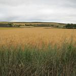 Kornfelder soweit das Auge reicht