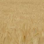 das Korn ist schon fast bereit zum ernten