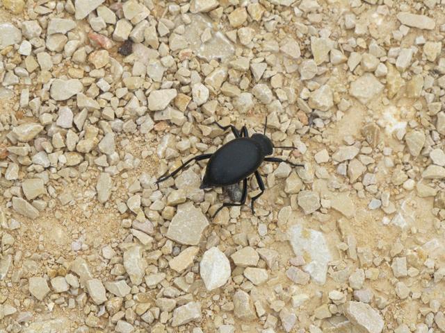 ein Käfer ist auch auf dem Camino unterwegs