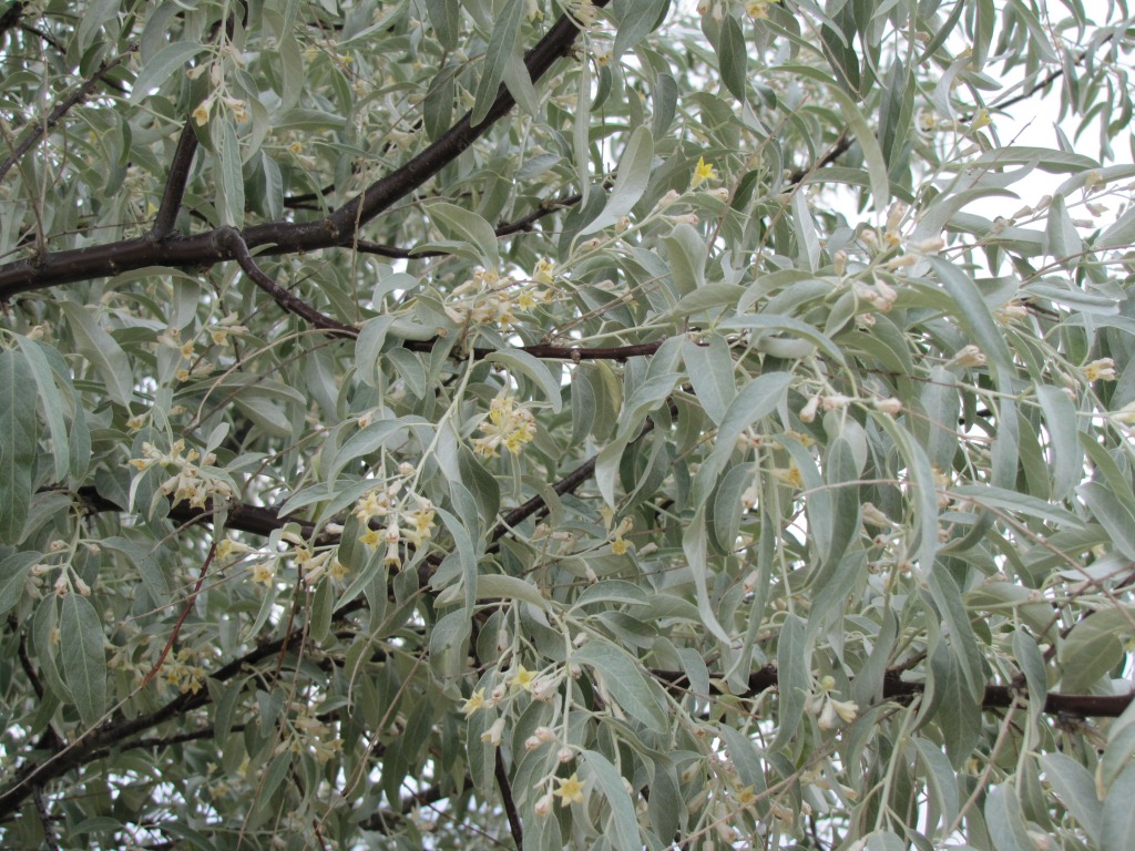 der Sanddorn in Blüte duftet herrlich