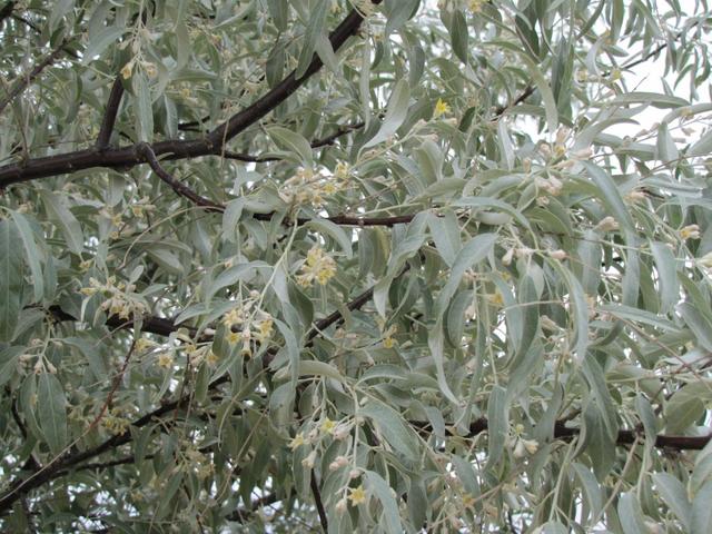 der Sanddorn in Blüte duftet herrlich