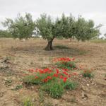 gibt sicher gutes Olivenöl