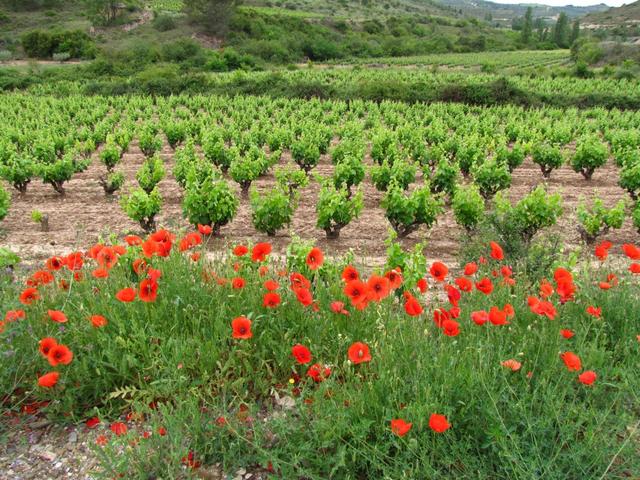 Kornfelder werden je länger je mehr durch Reben ersetzt. Wir sind bald im Rioja Gebiet