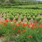 Kornfelder werden je länger je mehr durch Reben ersetzt. Wir sind bald im Rioja Gebiet