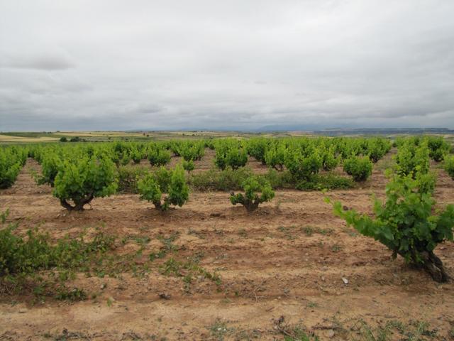 langsam aber sicher sind wir im Rioja Gebiet. Tempranillo, Garnacha und Graciano wir kommen