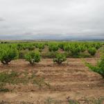 langsam aber sicher sind wir im Rioja Gebiet. Tempranillo, Garnacha und Graciano wir kommen