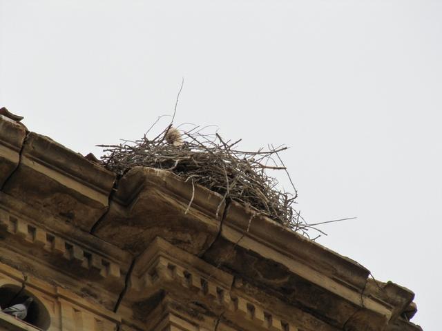 auch auf dieser Kirche haben Störche ihre Nester gebaut