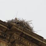 auch auf dieser Kirche haben Störche ihre Nester gebaut