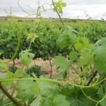 die Region Rioja hat Spaniens Ruf als exzellentes Weinland in die Welt getragen