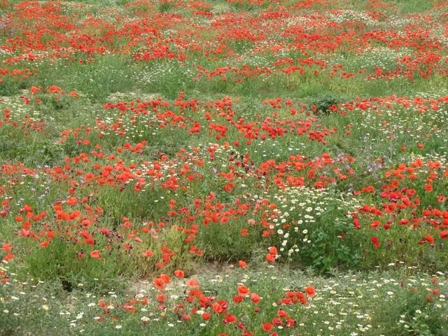 eine Naturwiese wie man sie nur noch selten sieht. Ein Blumenmeer