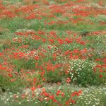 eine Naturwiese wie man sie nur noch selten sieht. Ein Blumenmeer