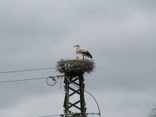 Störche haben auf einem Strommasten ein Nest gebaut. Ein kleiner Storch ist im Nest ersichtlich