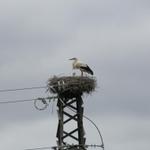 Störche haben auf einem Strommasten ein Nest gebaut. Ein kleiner Storch ist im Nest ersichtlich