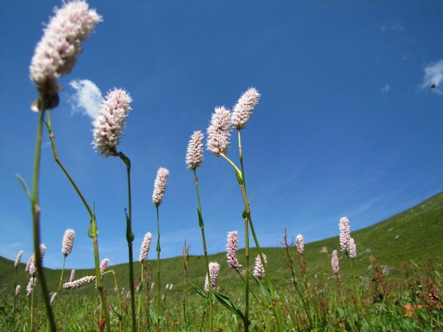 Blick Richtung Niesengrat