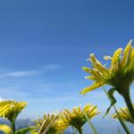 einfach schön diese Blumen und das Wetter