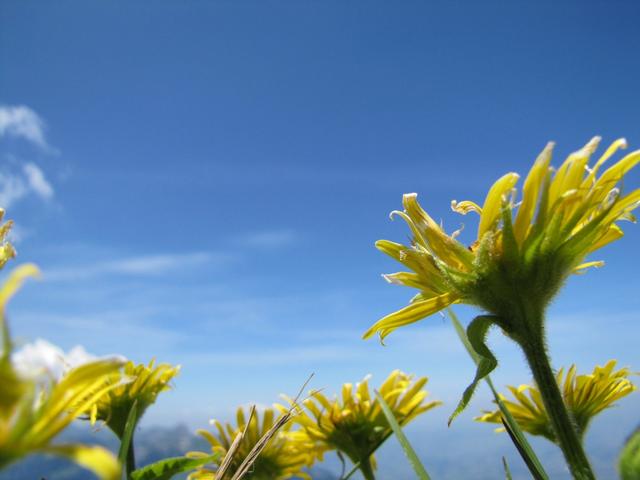 einfach schön diese Blumen und das Wetter