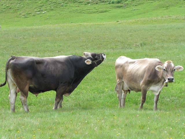 der Stier währe bereit. Ist es die Kuh auch?