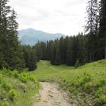 durch einen Tannenwald führt der Wanderweg nun runter nach Schifer