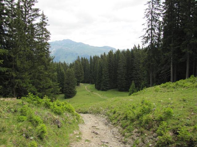 durch einen Tannenwald führt der Wanderweg nun runter nach Schifer