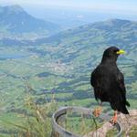 auch eine Bergdohle bewundert die schöne Aussicht runter nach Schwyz