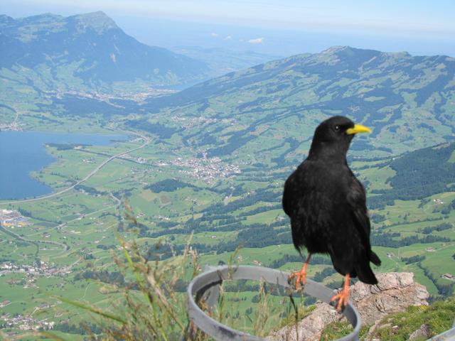 auch eine Bergdohle bewundert die schöne Aussicht runter nach Schwyz