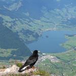 Bergdohle schaut Richtung Lauerzersee