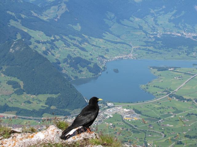 Bergdohle schaut Richtung Lauerzersee