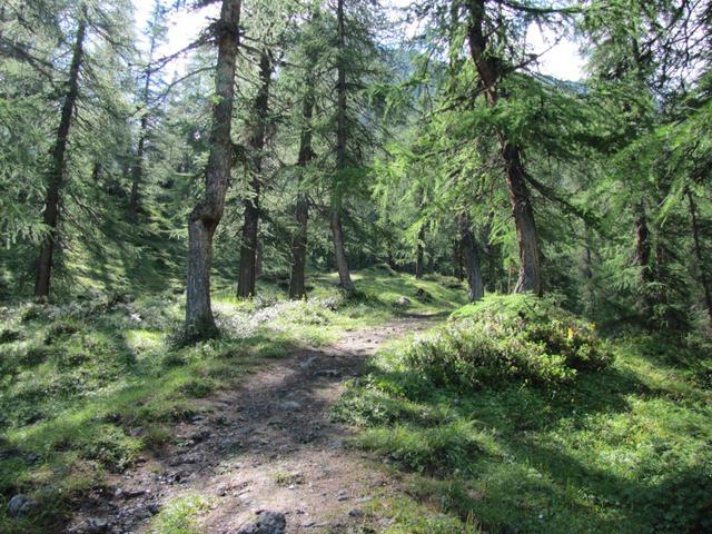 durch einen schönen Lärchenwald geht es nun moderat aufwärts ins Ducantal