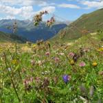 schöne Blumenwiese bei Fanezmeder 2222 m.ü.M.