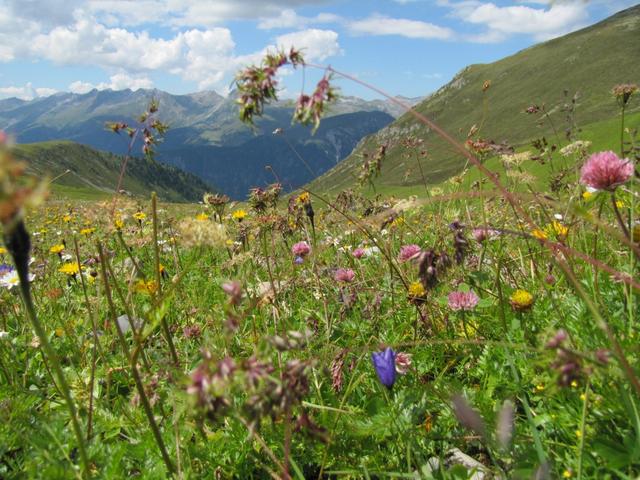 schöne Blumenwiese bei Fanezmeder 2222 m.ü.M.