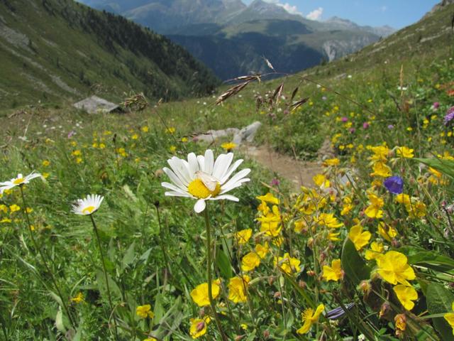 weiter geht unser Weg Richtung Oberalp