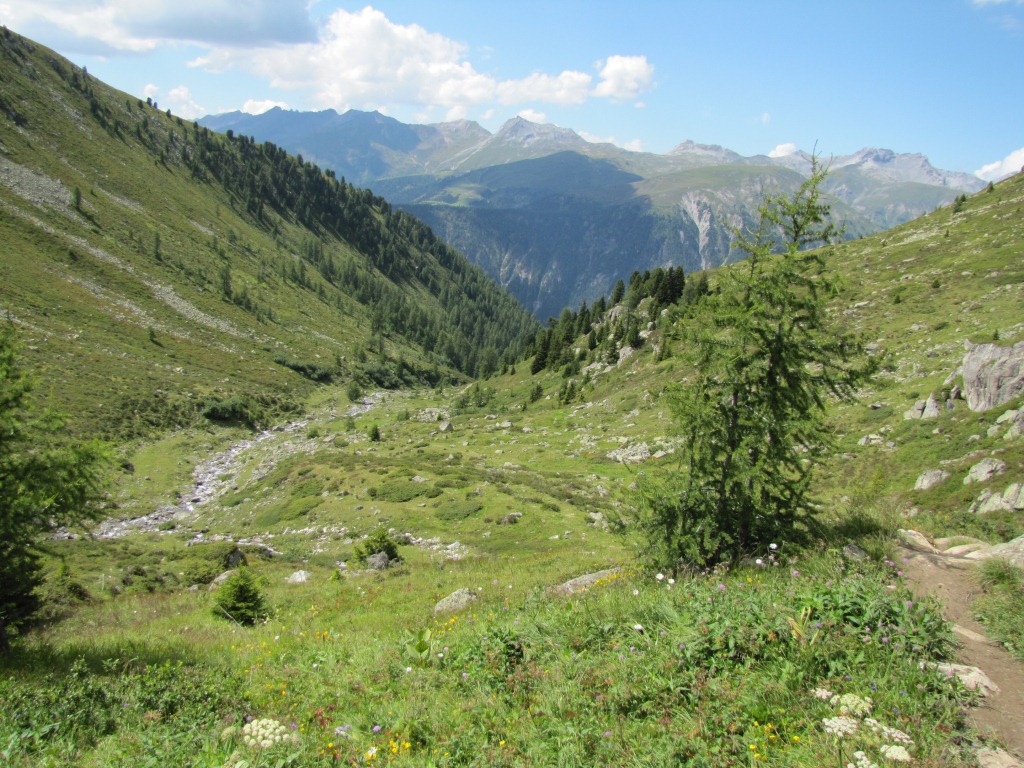 der Wanderweg führt nun alles über Alpweiden