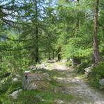 danach führt der Weg durch einen kleinen Föhrenwald