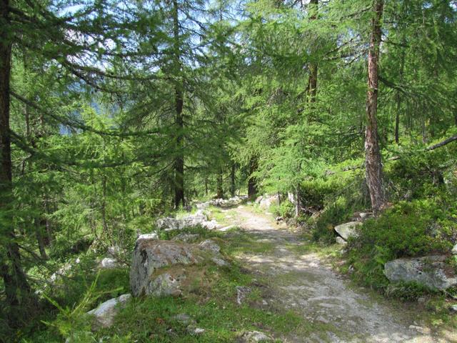 danach führt der Weg durch einen kleinen Föhrenwald