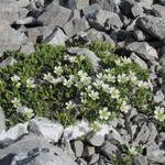 wahnsinnig, dass in dieser Steinwüste Blumen wachsen. Breitblättriges Hornkraut