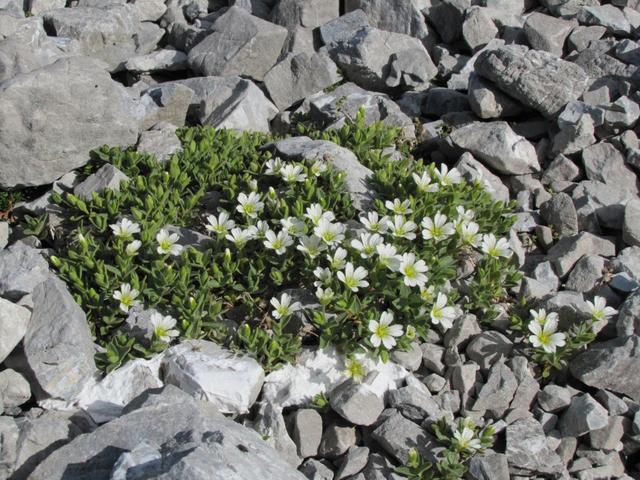 wahnsinnig, dass in dieser Steinwüste Blumen wachsen. Breitblättriges Hornkraut