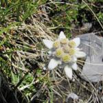 kurz vor Punkt 2335 m.ü.M. ist auf der Alpweide überall der seltene Edelweiss zu sehen