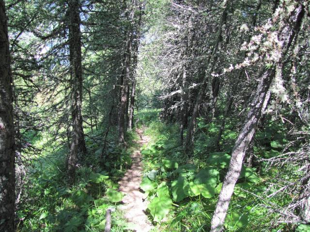 durch dichte Lärchenwälder führt der Weg weiter steil abwärts