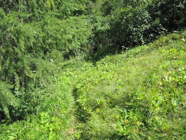 hohes Gras und Gebüsche decken den Bergweg fast ganz ab