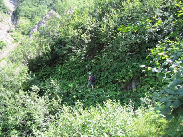 durch dichtes Gebüsch, führt der Bergweg zum Drostobel