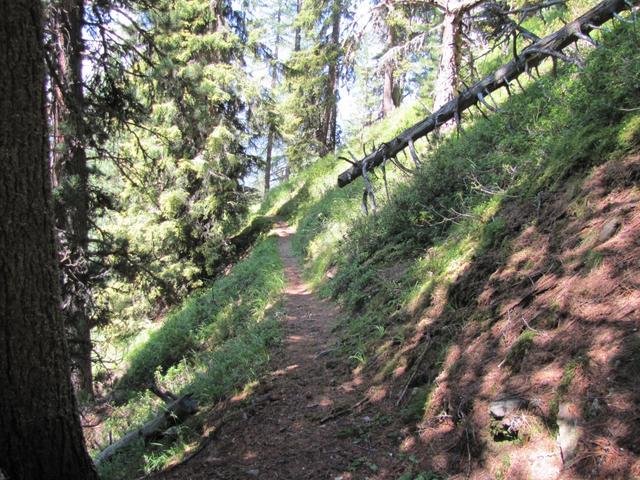 durch ein wild romantischer und einsamer Lärchenwald führt uns der Bergweg weiter zur Jenisberger Alp