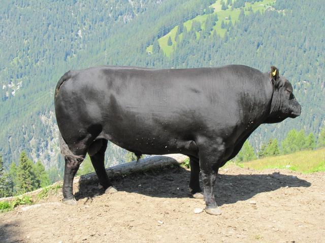 wegen diesem Stier!! der mitten auf dem Wanderweg steht