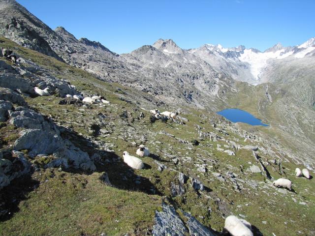 Schwarznasenschafe teilen mit uns diese super Aussicht