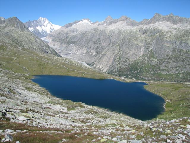 der stahlblaue Triebtenseewli