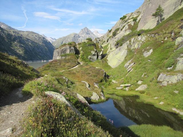 zwischen Hochmoore führt der Weg nun Richtung Lauteraarhütte