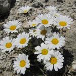 immer wieder faszinierend wie z.b. hier eine Alpen-Margerite auf so einem steinigen Boden wachsen kann