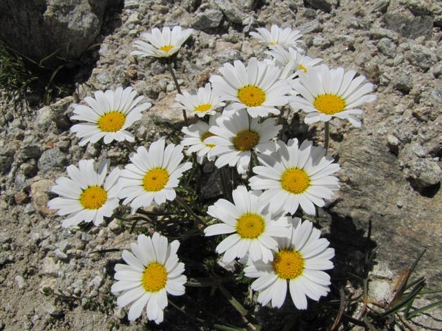 immer wieder faszinierend wie z.b. hier eine Alpen-Margerite auf so einem steinigen Boden wachsen kann