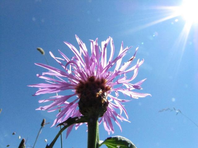 die gewöhnliche Wiesen-Flockenblume