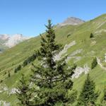 auf einem schönem Höhenweg führt uns nun der Wanderweg zur Rotstockhütte